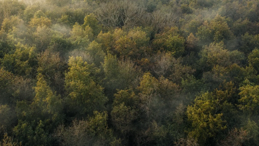 1,300+ Hectares