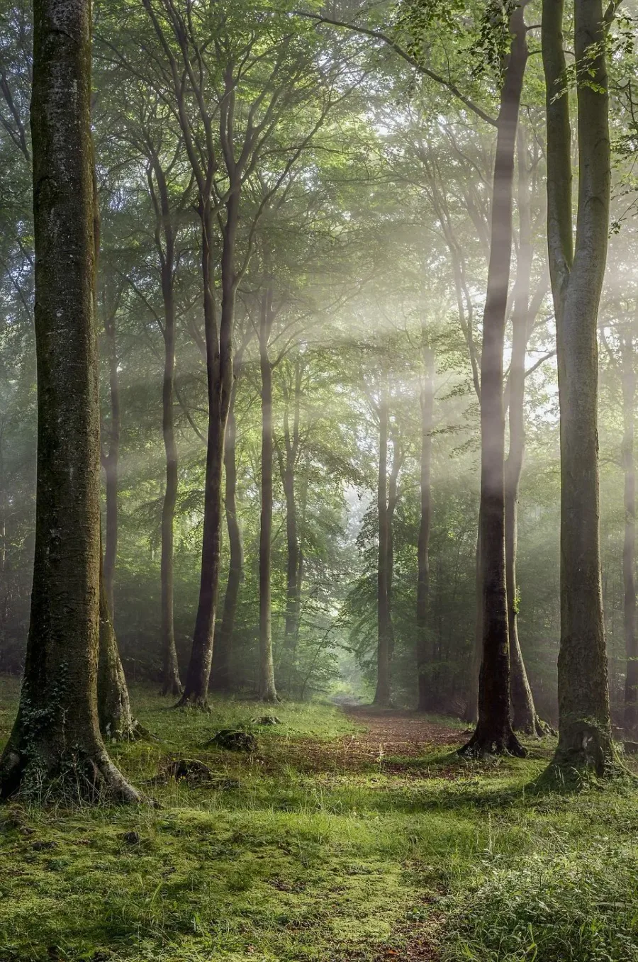 Sunlight filtering through trees in a managed forest